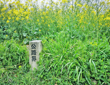 油菜地里的公路界杯