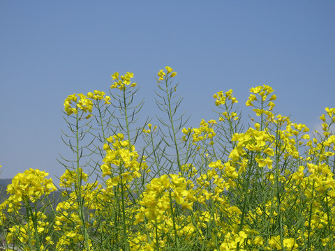 油菜花特写