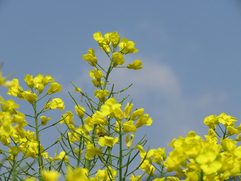 油菜花特写