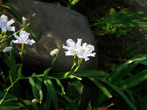 白色鸢尾花