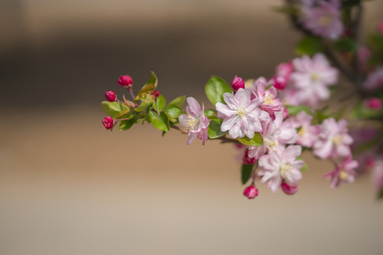 漂亮海棠花