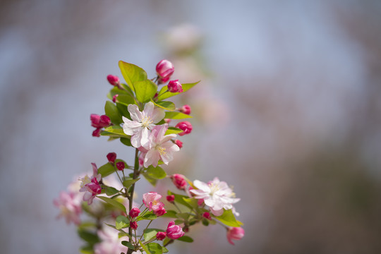 漂亮海棠花
