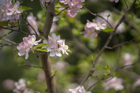 漂亮海棠花