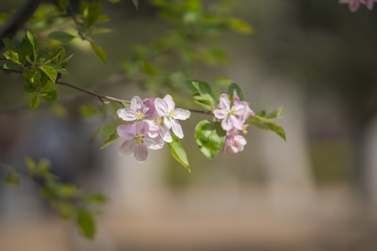 海棠花