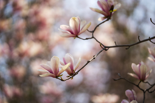 粉红色玉兰花