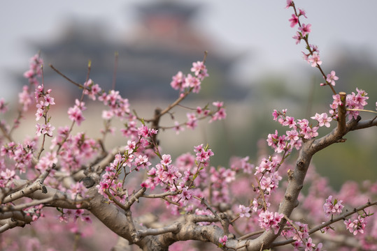 桃花开放背景