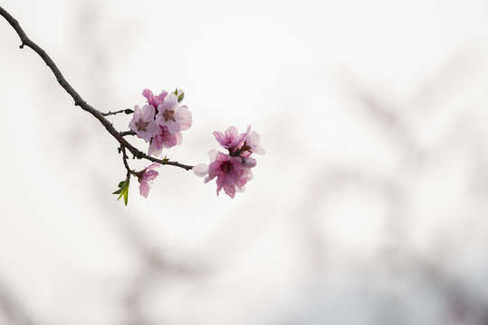 桃花开了