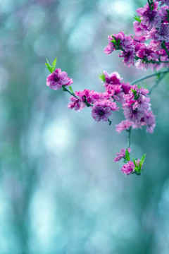 梅花