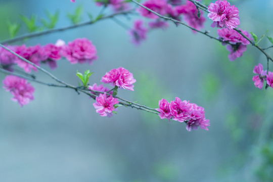 梅花