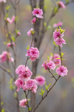 梅花