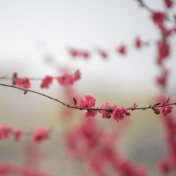 梅花