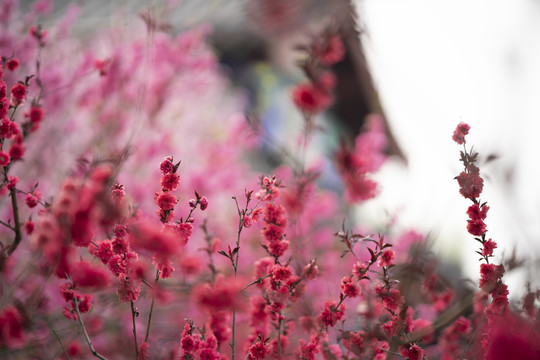 梅花