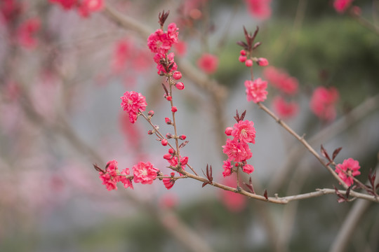 梅花