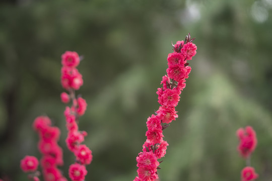 梅花