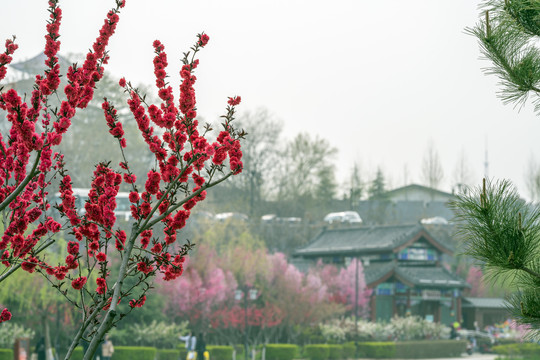 梅花