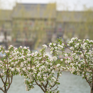 海棠花