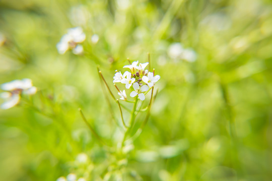 野花