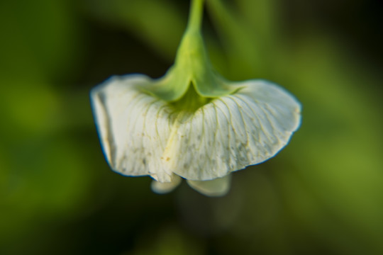 豌豆花