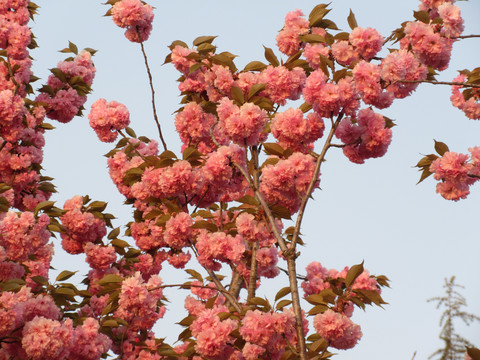 北龙湖湿地公园樱花