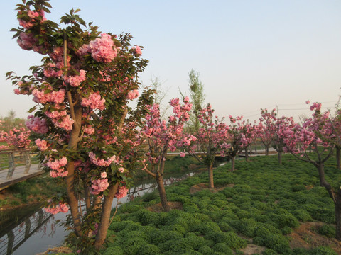 北龙湖湿地公园樱花