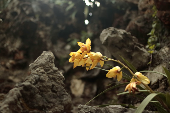 黄花鹤顶兰