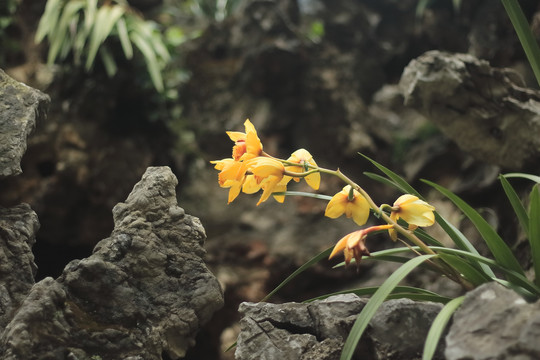 黄花鹤顶兰
