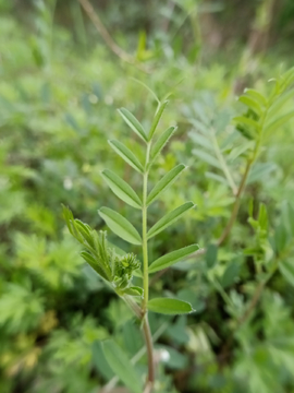 野豌豆