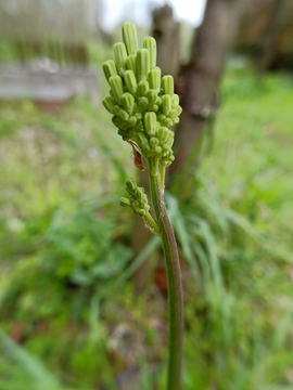 黄鹌菜