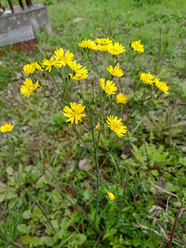 野花