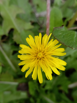 野菊花