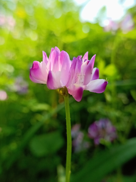苜蓿花