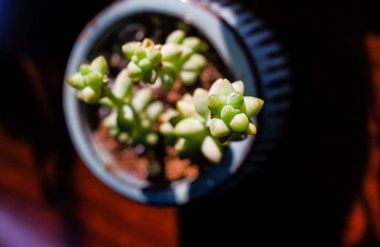 多肉植物盆景