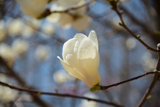 玉兰花