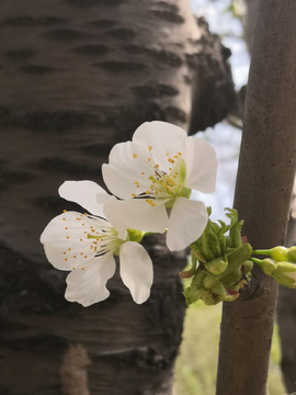 樱桃花