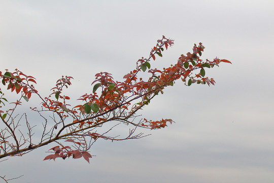 红叶树枝