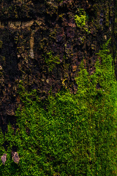 树皮苔藓青苔绿植背景素材