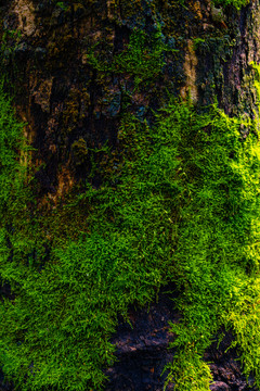 树皮苔藓青苔绿植背景素材