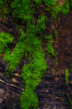 树皮苔藓背景墙素材