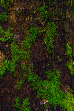 树皮苔藓背景墙素材