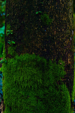 树皮苔藓绿植背景素材