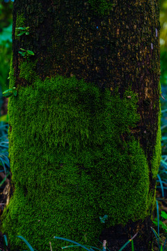 树皮苔藓绿植背景素材