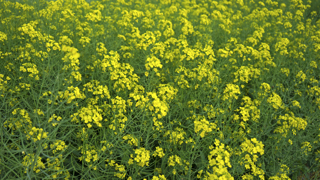 油菜花