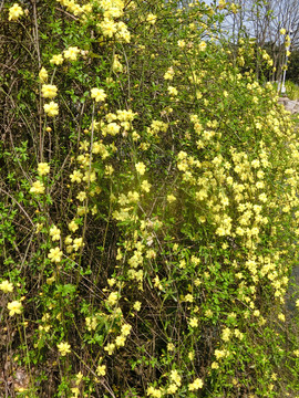 迎春花