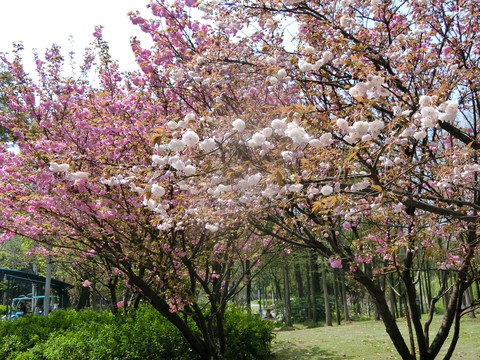 琴台公园花树