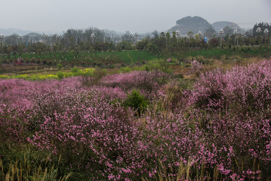 山桃油菜