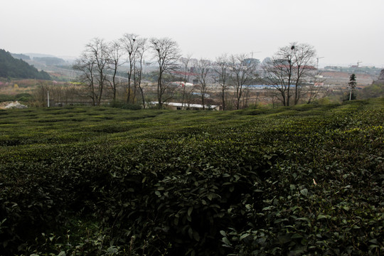 贵州茶园