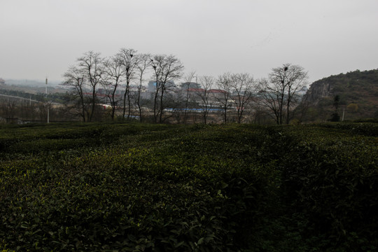 贵州茶园