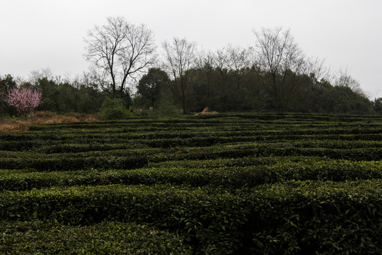 百里香茶园