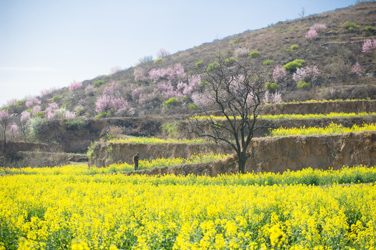 梯田油菜花和桃花