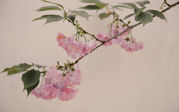 樱花
